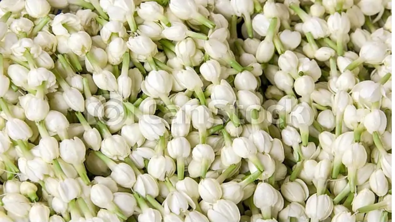 Jasmine Prices: ఆకాశాన్నంటిన మల్లెపూల ధర.. కేజీ మూడువేలు