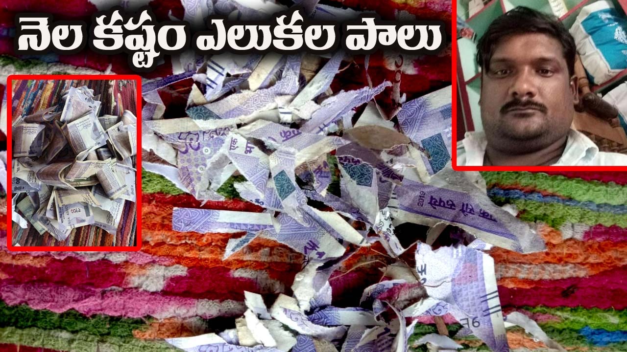 Rats Bite Notes: నోట్లు కొరికేసిన ఎలుకలు…లబోదిబోమంటున్న బాధితుడు