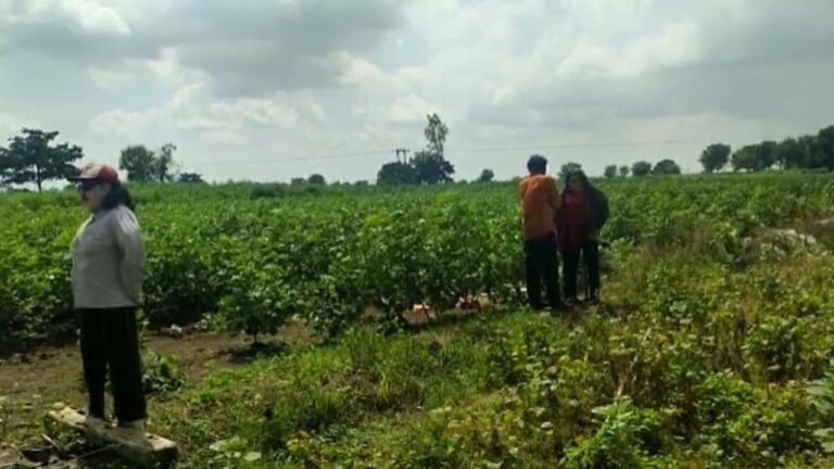 Women Toys: రైతు వినూత్న ఆలోచన.. పంటచేనులో బొమ్మలు