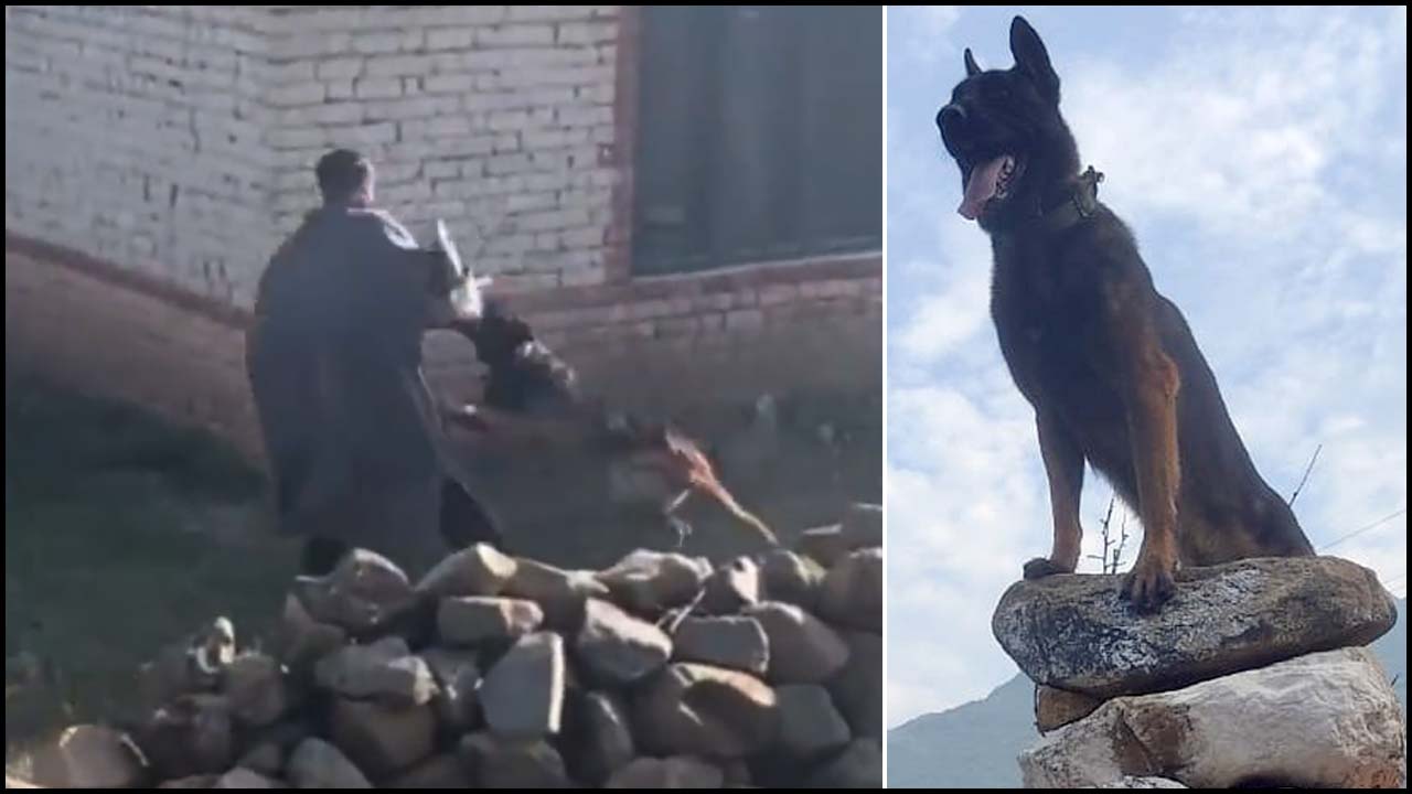 Army Dog Zoom: బుల్లెట్లు దూసుకెళ్లినా.. ఉగ్రవాదుల్ని చీల్చి చెండాడింది