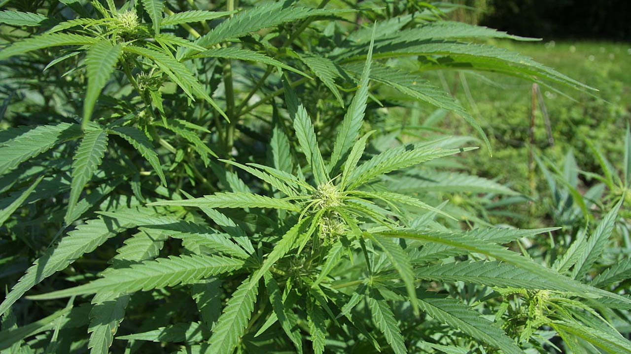 Cannabis plants: పెరట్లో గంజాయి సాగు.. ఎక్కడో తెలుసా?