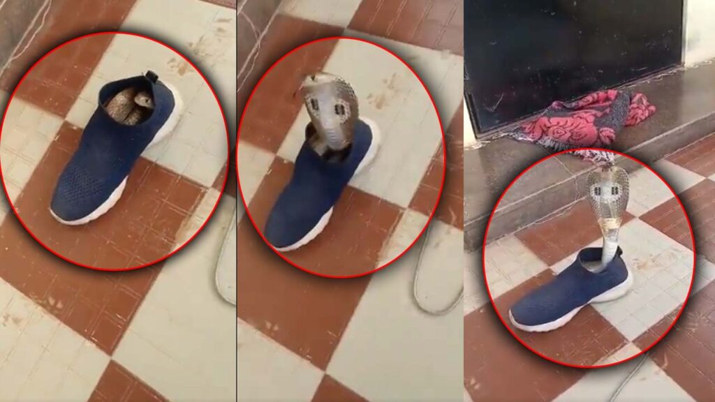 Cobra Hiding Inside Shoe