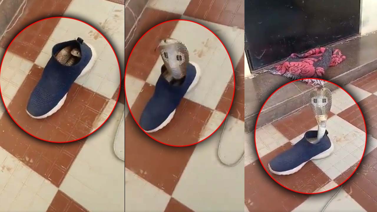 Cobra Hiding Inside Shoe: నాకు ఇదే సేఫ్.. కాస్త కేర్ ఫుల్ గా ఉండాల్సింది మీరే!