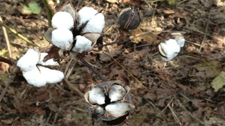 Crops Loss: అకాలవర్షం. ఆందోల్ పత్తి రైతులకు అపారనష్టం