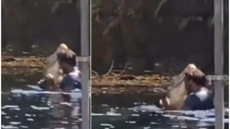 Man Dance with Crocodile : అదేం.. నీ గర్ల్ ఫ్రెండ్ కాదురా అయ్యా.. మొసలితో సాల్సా డ్యాన్స్!