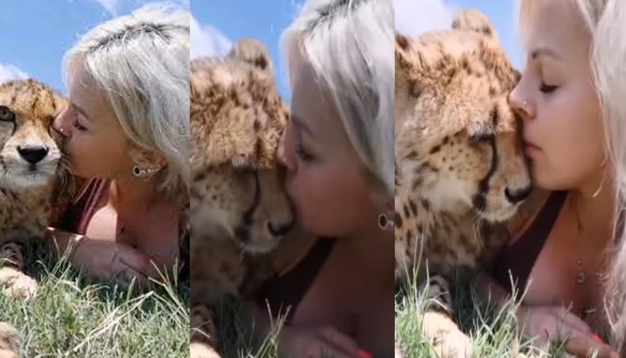 Girl Kisses Cheetah: చిరుతతో యువతి ముద్దులాట.. ఎంతో ఘాటు ప్రేమయో..!
