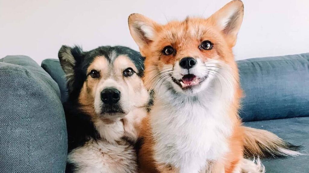 It Is A Fox Not A Dog