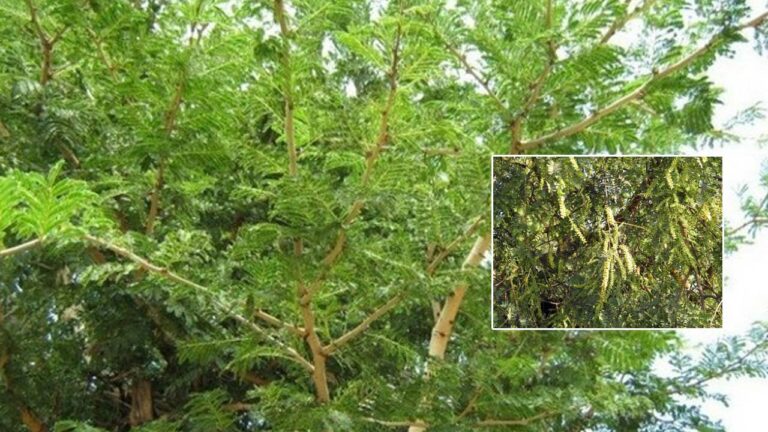 Jammi Chettu: విజ‌య ద‌శ‌మి రోజు జ‌మ్మి చెట్టుకు పూజ ఎందుకు చేస్తారు..? ఏమిటా కథ..?