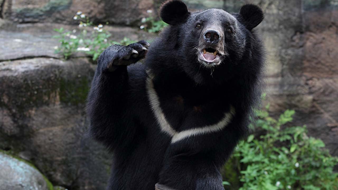 Karimnagar Bear Migration: మళ్లీ ఎలుగు బంటి కలకలం.. భయాందోళనలో శాతావాహన విద్యార్థులు