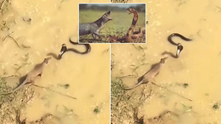 King Cobra And Mongoose Massive Fight: నాగుపాము- ముంగీస ఫైటింగ్‌ ఎప్పుడైనా చూశారా..? ఇదిగో మీ కోసం..!