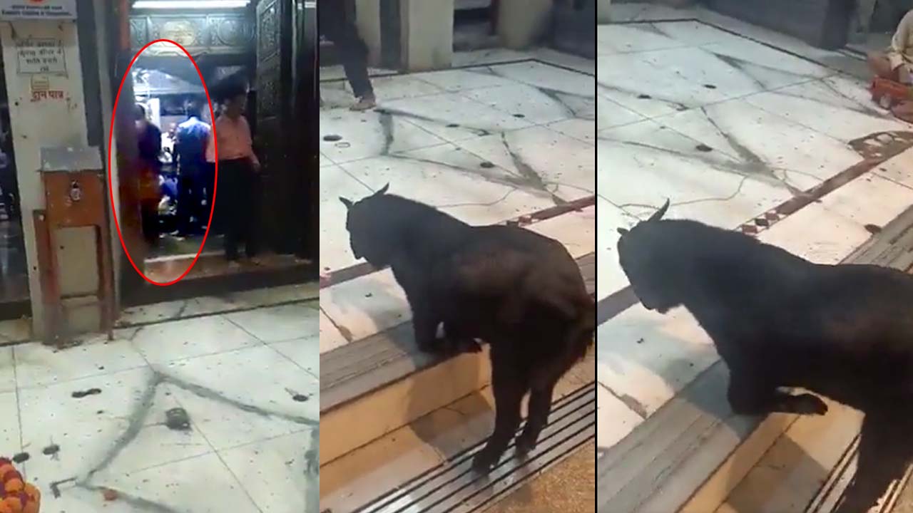 Kneeling goat: దేవుడి ముందు మోకరిల్లిన మేక.. ఎందుకో తెలుసా?