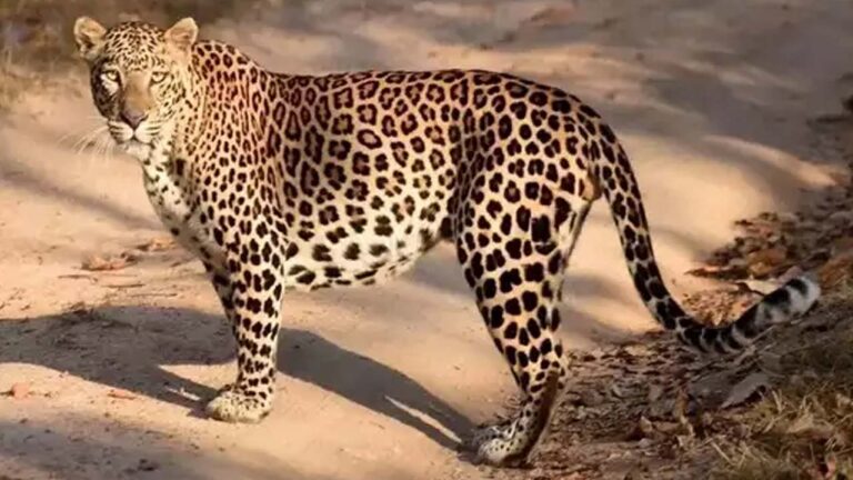 Leopard Roaming: పెద్దపల్లి జిల్లాలో చిరుత పులి కలకలం.. లేగదూడపై దాడి