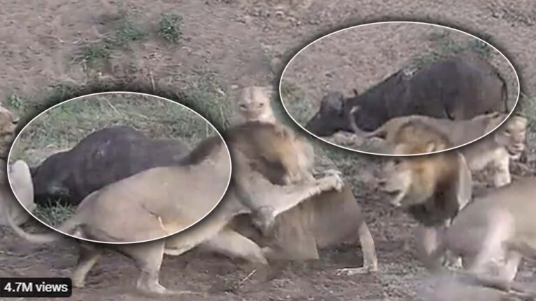 Lioness Fight: దున్న కోసం సింహాల పోరు.. సీన్‌ కట్ చేస్తే..