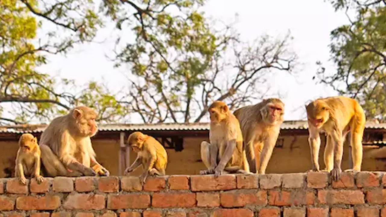 Monkey: ఆ గ్రామంలో కోతుల పేరిట 32 ఎకరాల భూమి