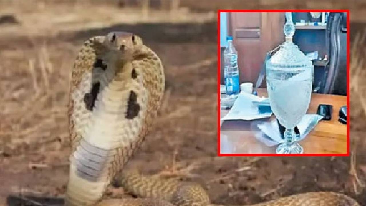 Snake Venom: డార్జిలింగ్‌లో 2.5కేజీల పాము విషం పట్టివేత.. విలువ రూ.30కోట్లు
