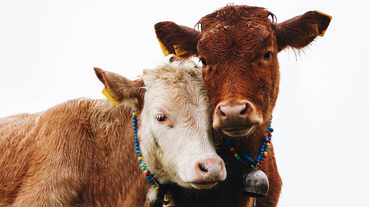 New Zealand: ఆవులు “గ్యాస్” వదిలితే పన్ను తప్పదు.. న్యూజిలాండ్ సర్కార్ ఆలోచన