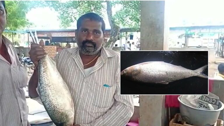 Pulasa: దొరక్క దొరక్క దొరికిన పులస.. ఎన్ని వేలు పలికిందో తెలుసా..?