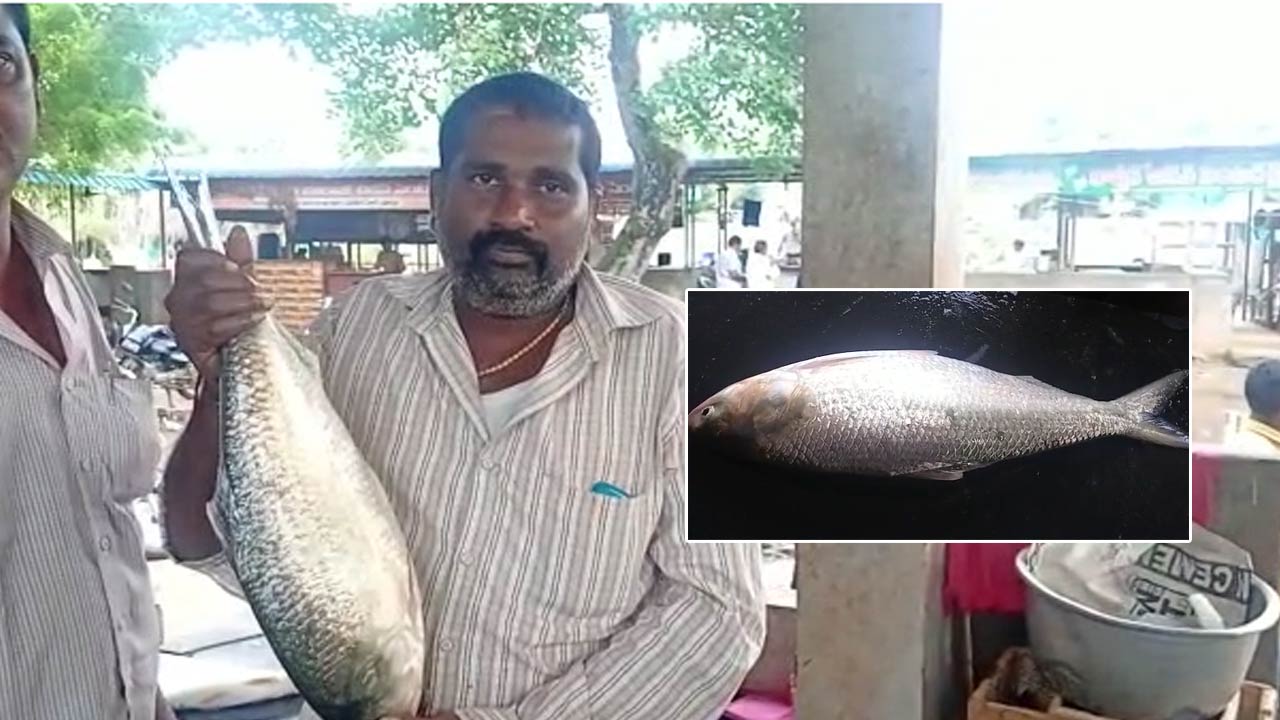 Pulasa: దొరక్క దొరక్క దొరికిన పులస.. ఎన్ని వేలు పలికిందో తెలుసా..?