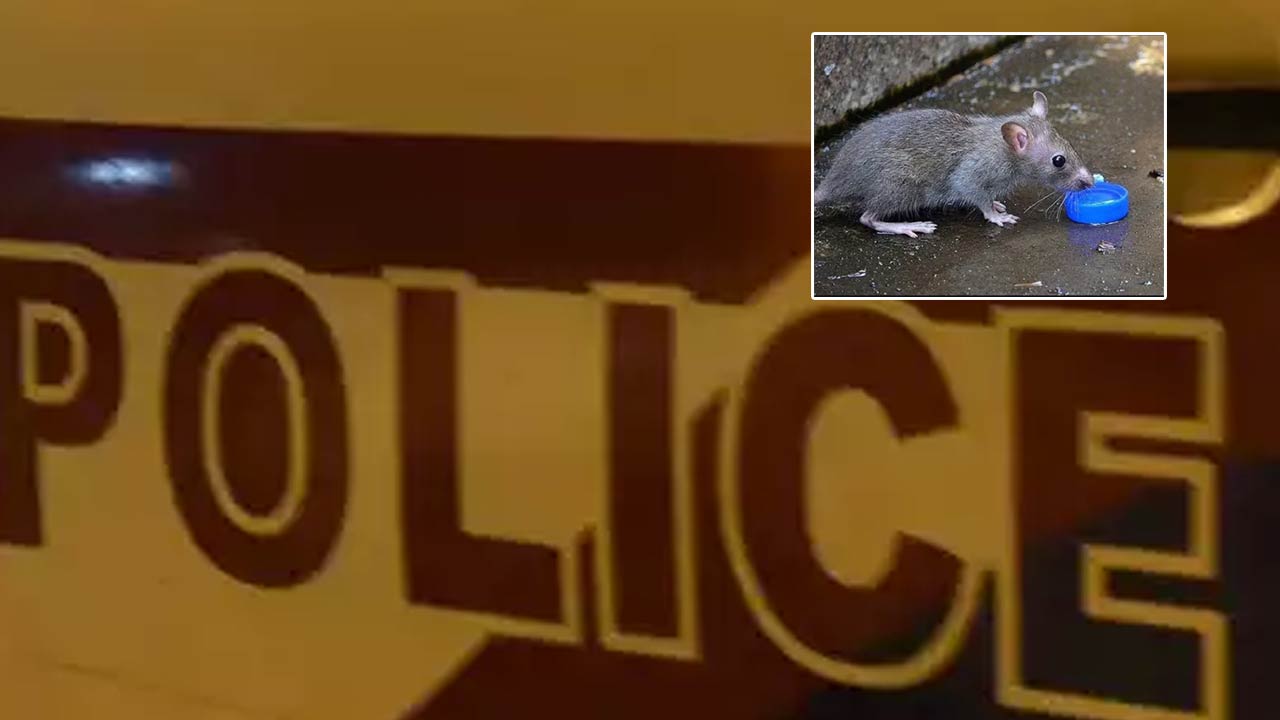 Rat Stolen: ఎలుక ఎత్తుకెళ్లారని ఫిర్యాదు.. ముగ్గురిపై కేసు నమోదు