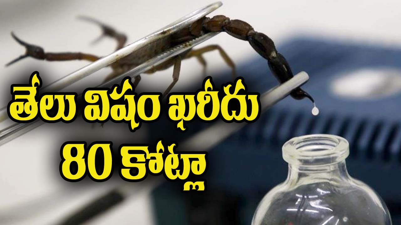SCORPION POISON: లీటర్ తేలు విషం 80 కోట్లా! ఎందుకంత ఖరీదు?