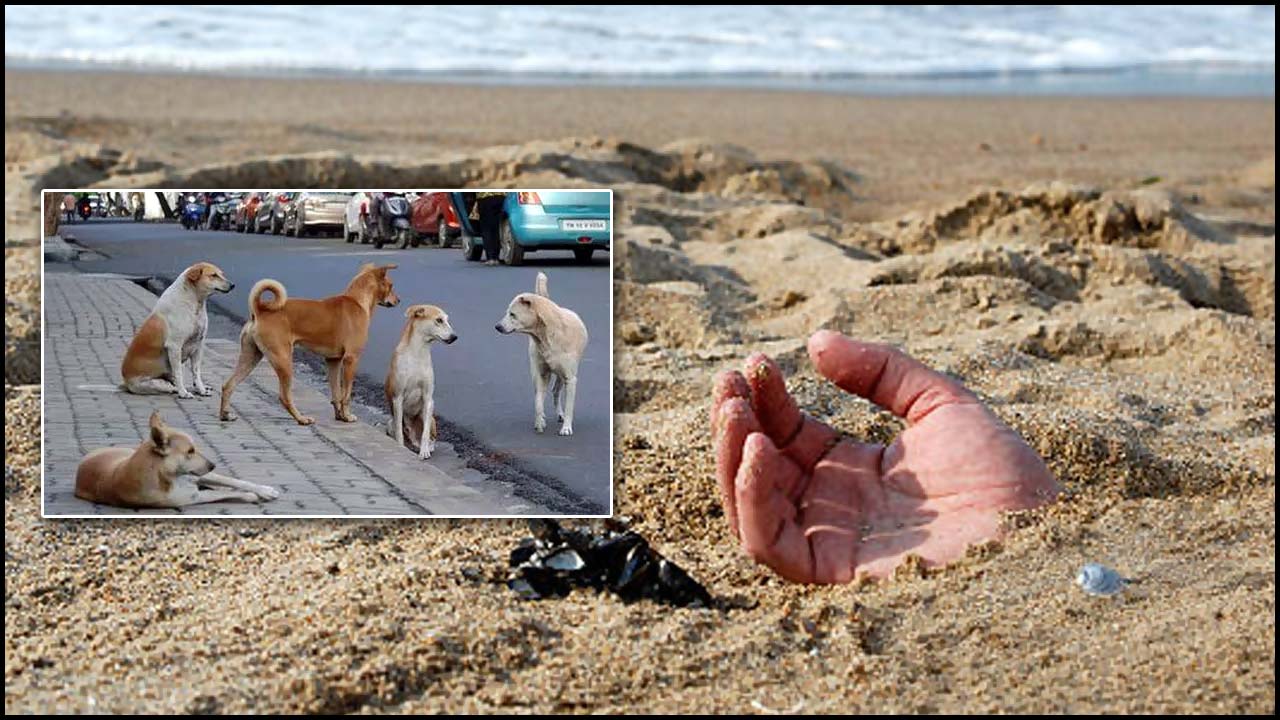 Street Dogs Solve Mystery: హత్య కేసుని చేధించి.. అవినీతిపరులైన ఖాకీల్ని పట్టించిన వీధి కుక్కలు