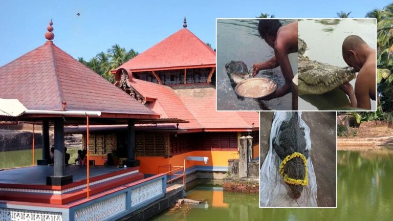 Vegetarian Crocodile: భక్తులను ఆశీర్వదించే శాఖాహార మొసలి కన్నుమూత..