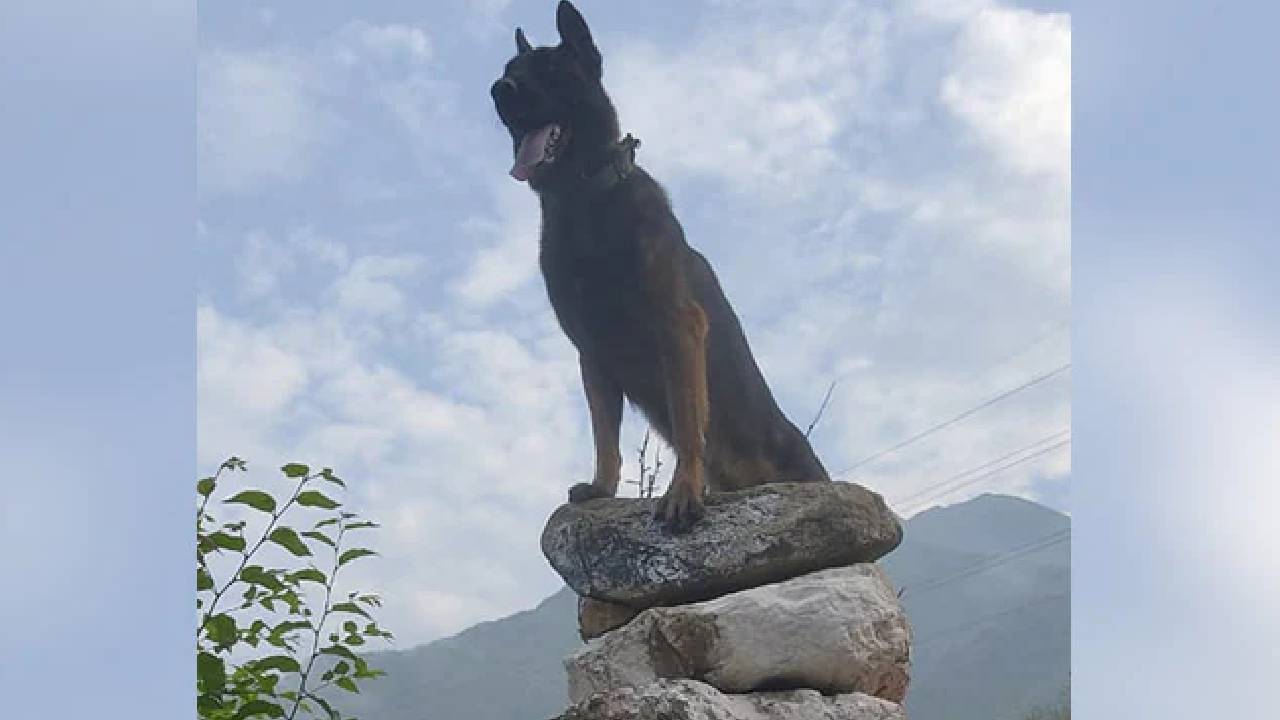 Army Dog: ఆర్మీ డాగ్ “జూమ్” కన్నుమూత.. టెర్రరిస్టులతో పోరాడుతూ తీవ్రంగా గాయపడి మృతి