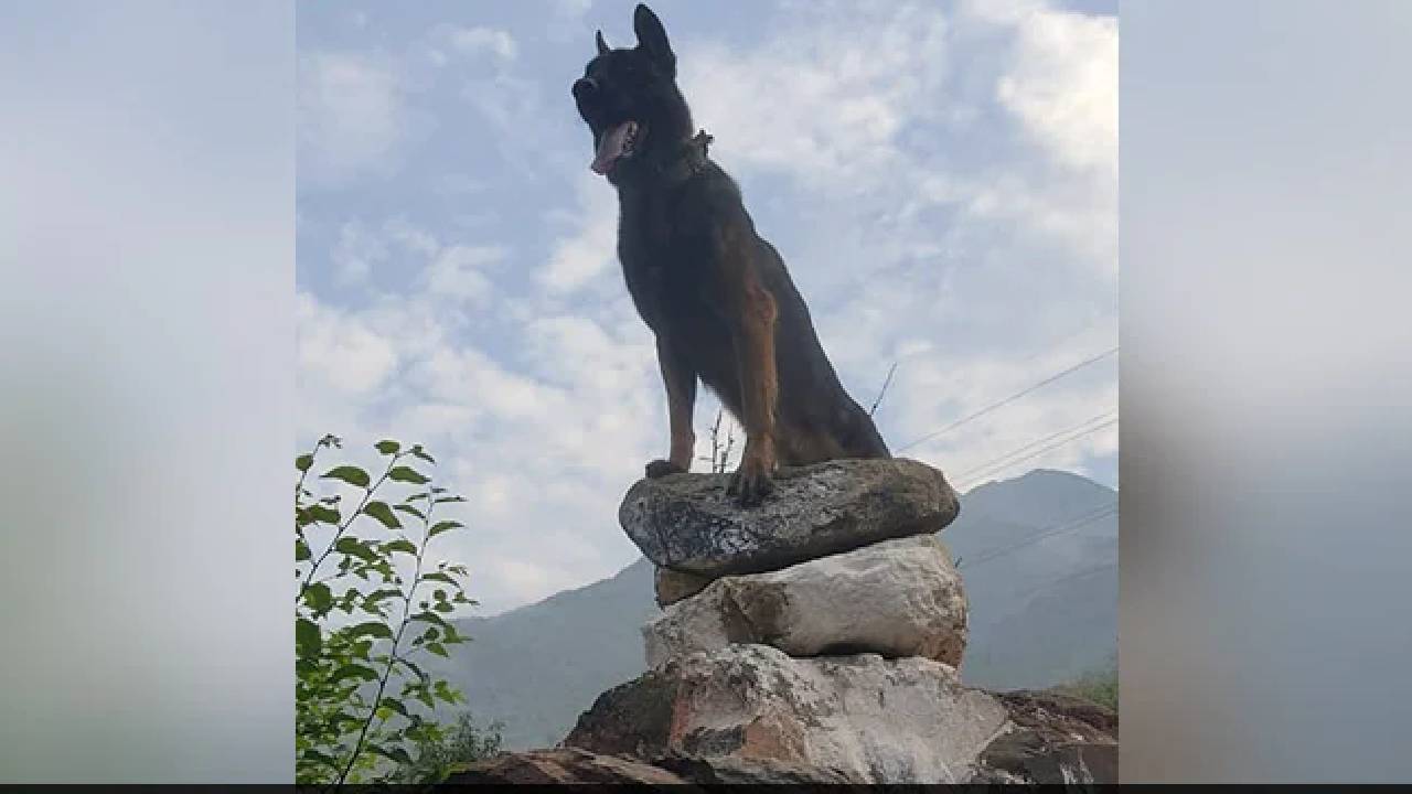 Army Dog: విషమంగా ఆర్మీడాగ్ ఆరోగ్యం.. ఉగ్రవాదులతో తలపడి తీవ్రంగా గాయపడ్డ “జూమ్”