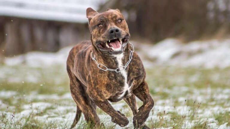 Pet Dog: కుక్కను పెంచుకోవాలంటే లైసెన్స్ తీసుకోవాల్సిందే