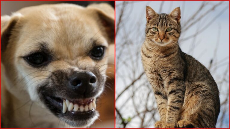 Kerala: అయ్యో ఇట్లయిపాయె.. పిల్లి కరిచిందని ఆస్పత్రికి పోతే.. కుక్క కరిచింది..