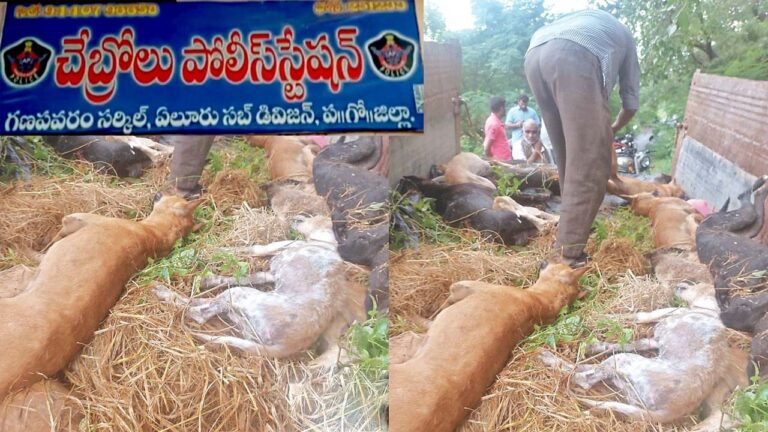 Street Dogs Poison: 18 వీధికుక్కల మృతి ఘటనపై కేసు.. చేబ్రోలు పోలీసుల దర్యాప్తు