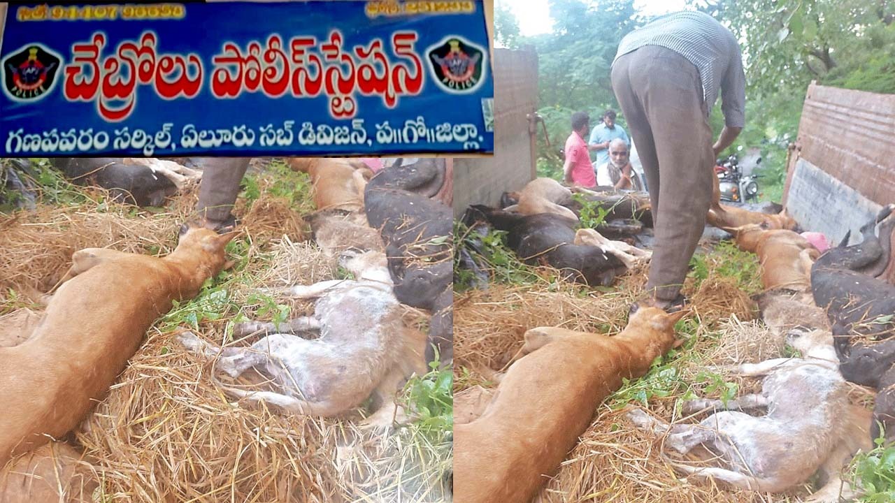 Street Dogs Poison: 18 వీధికుక్కల మృతి ఘటనపై కేసు.. చేబ్రోలు పోలీసుల దర్యాప్తు