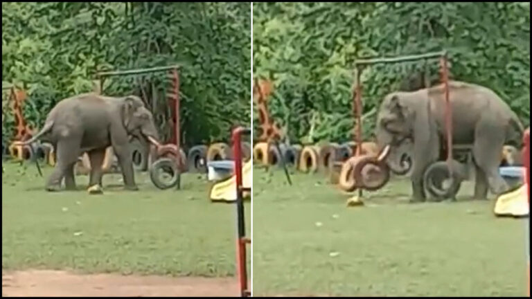 Elephant in park: చిల్డ్రన్స్‌ పార్క్‌లో సరదాగా ఆడుకుంటున్న ఏనుగు.. వీడియో వైరల్