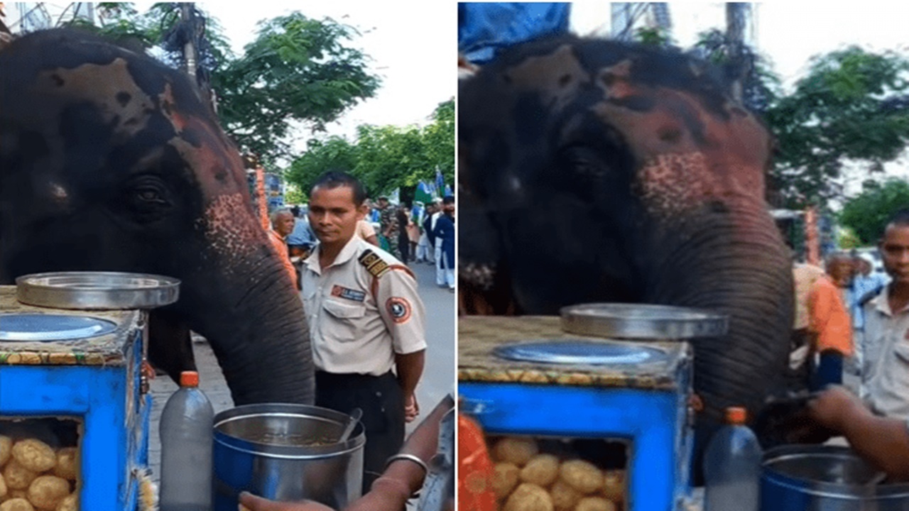 Elephant Enjoying Panipuri: పానీపూరీలు ఇష్టంగా లాగించిన గజేంద్రుడు.. వీడియో వైరల్