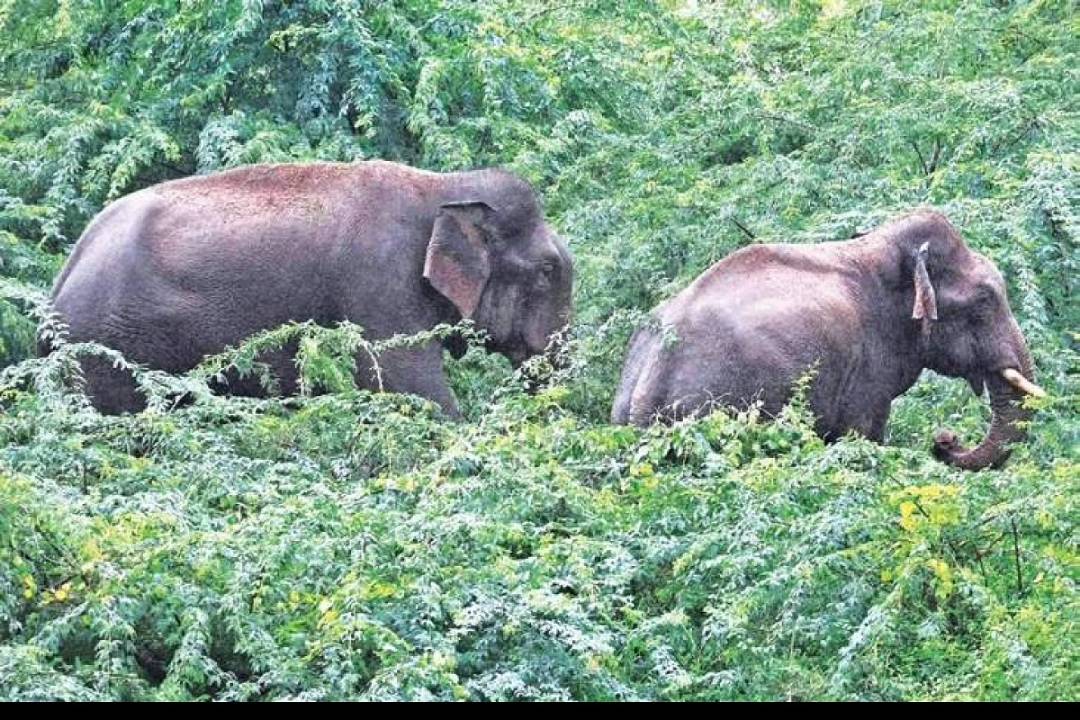 Elephants Attack: పార్వతీపురంలో ఏనుగుల హల్ చల్.. రైతుల ఆందోళన
