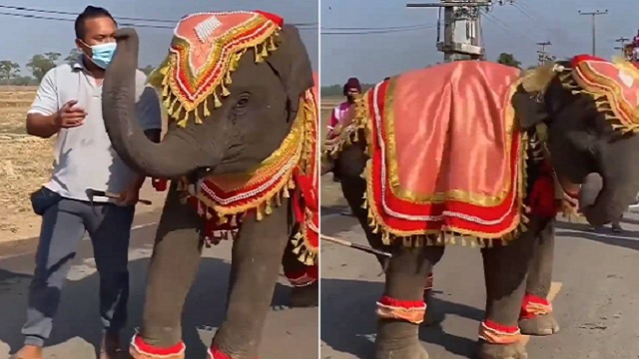 Viral Video:  బ్రేక్ డ్యాన్స్ చేస్తున్న ఏనుగు.. స్టెప్పులు అదుర్స్ అంటూ కామెంట్లు