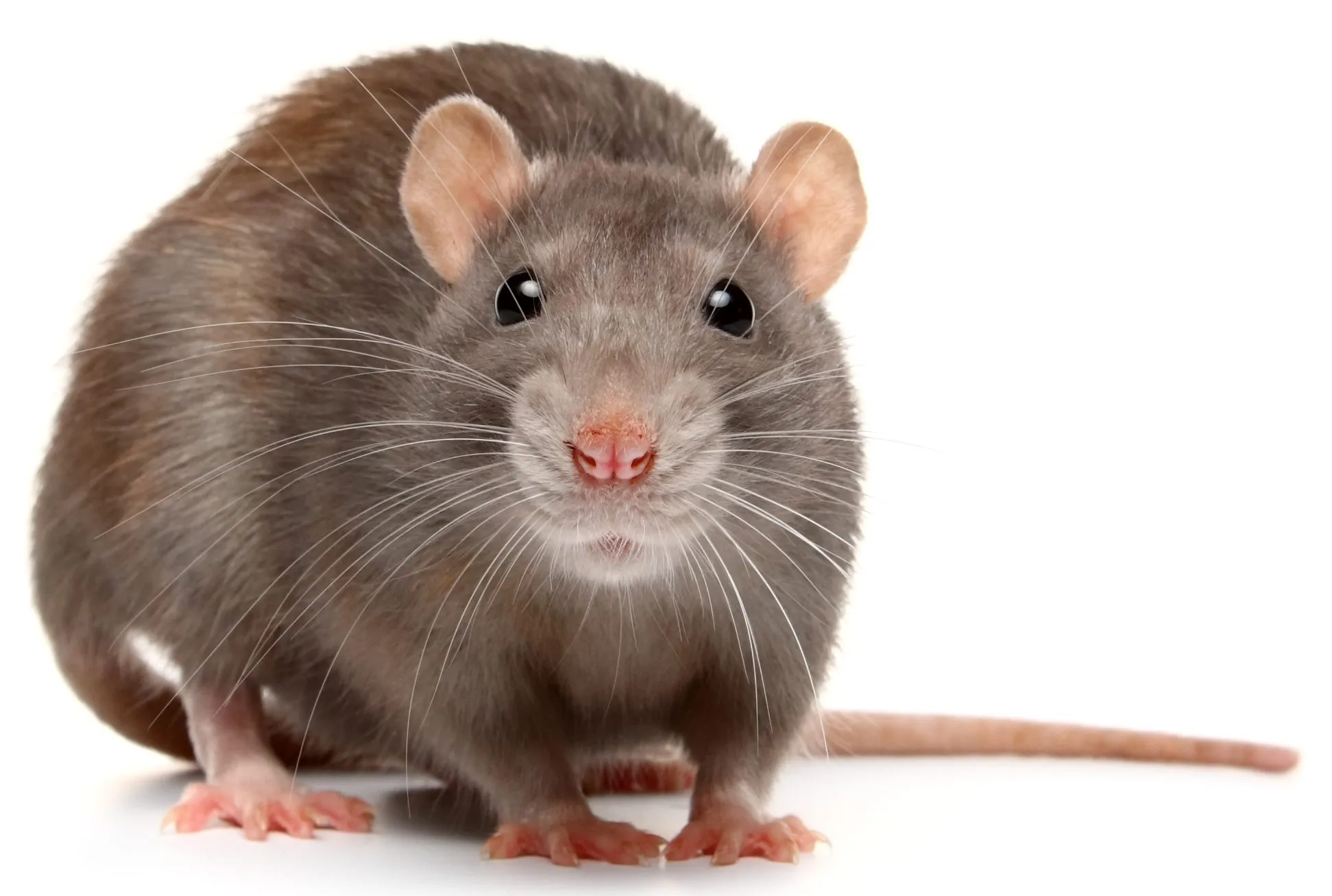 Rat 1