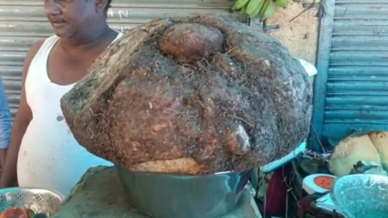 Baahubali Yam: బాహుబలి కంద.. బరువెంతో తెలుసా?