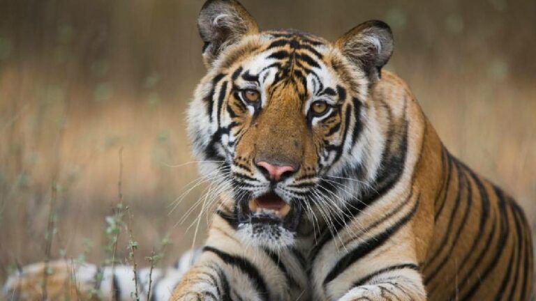 Man-eating Tiger: మనిషి మాంసానికి మరిగిన పులి.. చంపేయాలంటూ సర్కార్‌ ఆదేశాలు