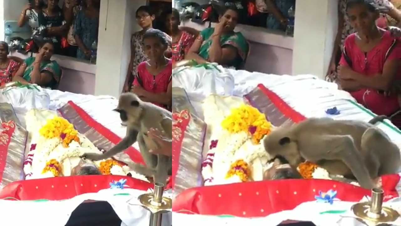 Monkey Video: అన్నంపెట్టిన వ్యక్తి మృతి.. కన్నీళ్లు పెట్టుకొని నివాళులు అర్పించిన కోతి