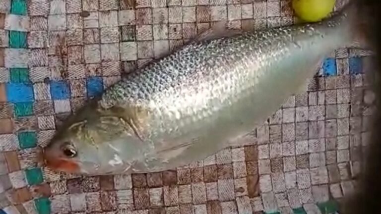 Pulasa Price: వారెవ్వా.. బంగారంతో పోటీ పడుతున్న గోదావరి పులస