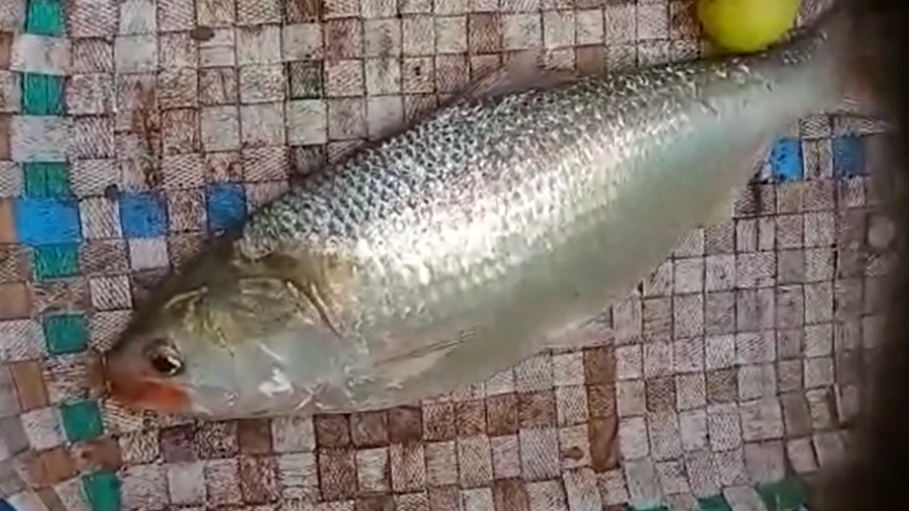 Pulasa Price: వారెవ్వా.. బంగారంతో పోటీ పడుతున్న గోదావరి పులస