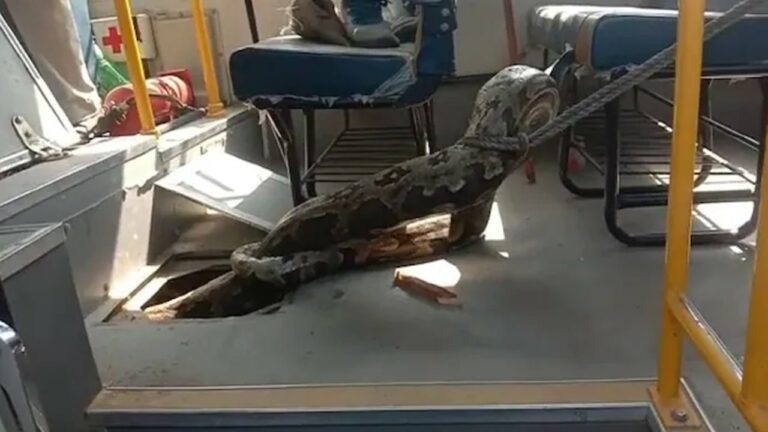 Giant Python: మేకను మింగి స్కూల్‌ బస్సులోకి దూరిన భారీ కొండచిలువ.. వీడియో వైరల్
