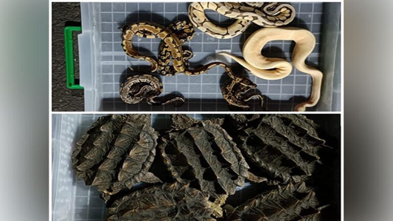 Exotic Animals Seized: అక్రమంగా తరలిస్తున్న 665 అరుదైన, అన్యదేశ జంతువులు సీజ్‌..