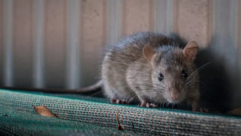 Human Brain Cells: ఎలుకల్లో మానవ మెదడు కణాలను అమర్చిన శాస్త్రవేత్తలు.. ఎందుకో తెలుసా?