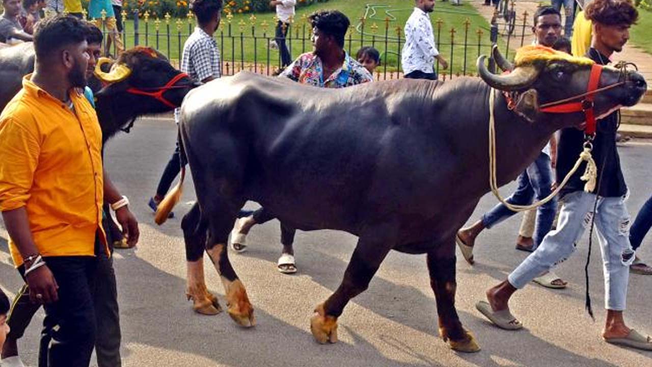Sadar Festival: సదర్ ఉత్సవాలకు సర్వం సిద్ధం.. భాగ్యనగరంలో దున్నల హడావుడి