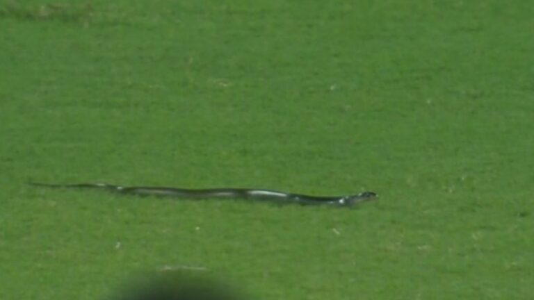 IND Vs SA: లైవ్ మ్యాచ్‌లో విశేష అతిథి.. వణికిపోయిన క్రికెట్ అభిమానులు