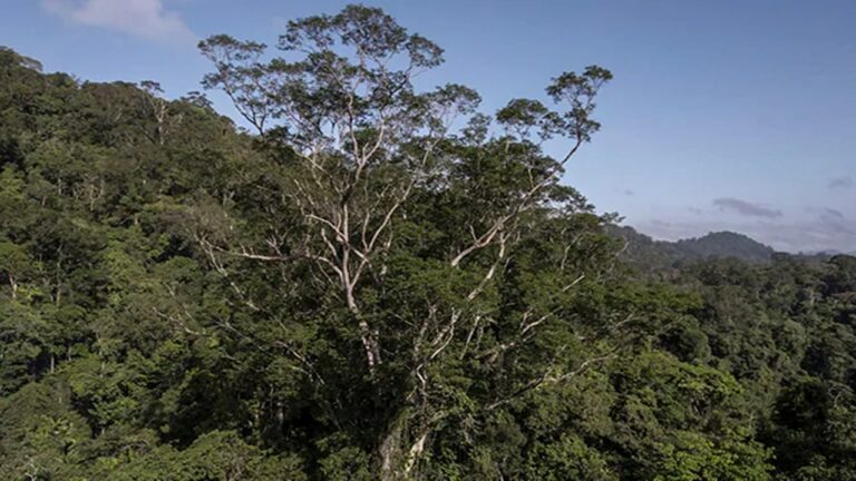 Tallest Tree: ఫలించిన మూడేళ్ల నిరీక్షణ..  అమెజాన్‌లో ఆ చెట్టును చేరుకున్న శాస్త్రవేత్తలు
