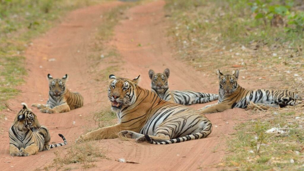 Tiger Attacks