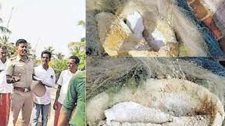 Tamil Nadu: చేపలకని వల వేశారు.. మత్స్యకారులకు ఊహించని షాక్